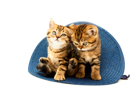 Two kittens playing in straw hat isolated on a white background. British short hair cat.の写真素材
