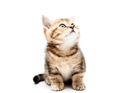Kitten isolated on a white background. British short hair cat.の写真素材
