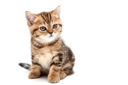 Kitten isolated on a white background. British short hair cat.の写真素材
