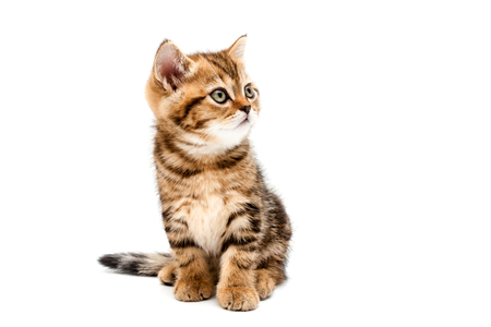 Kitten isolated on a white background. British short hair cat.の写真素材