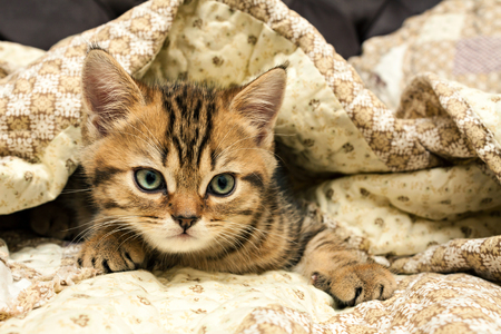 Kitten lies under a blanket. British short hair cat.の写真素材