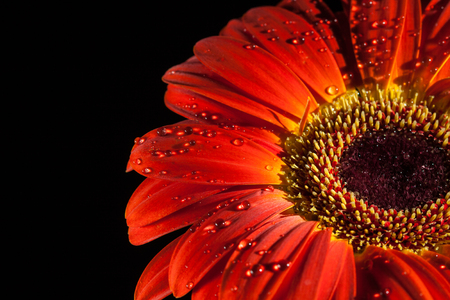Red gerbera flower with water drops on the dark background.の写真素材