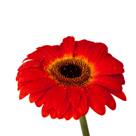Red gerbera flower isolated on white background.の写真素材
