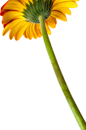 Red gerbera flower isolated on white background. Back view.の写真素材