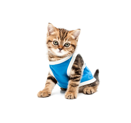 Kitten isolated on a white background. British short hair cat.の写真素材