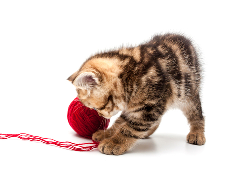 Kitten plays a ball isolated on a white background. British short hair cat.の写真素材