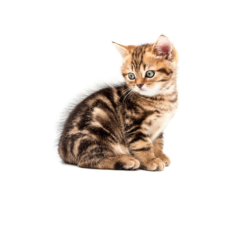 Kitten isolated on a white background. British short hair cat.の写真素材