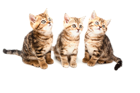 Three kittens isolated on a white background. British short hair cat.の写真素材