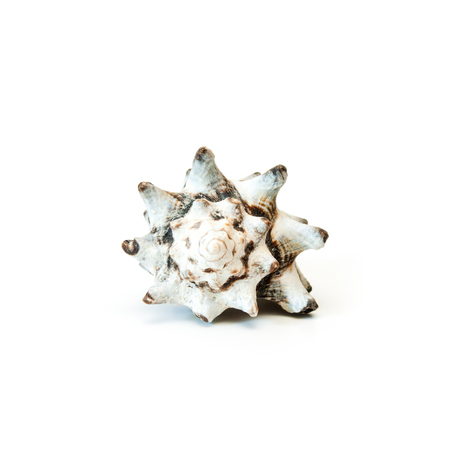 Isolated sea shell on the white backgroud.の写真素材