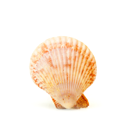 Isolated sea shell on the white backgroud.の写真素材