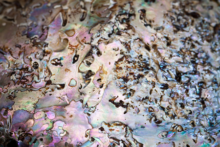Closeup multicolor macro background of sea shell.