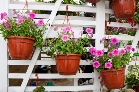 Flowers market. Different flowers in pots for decoration the streets, houses and gardens.の写真素材