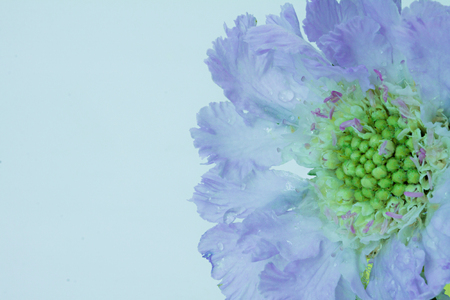 Blue skabiosa flower on a blue background.の写真素材