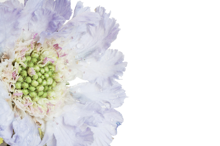 Blue skabiosa flower on a white background with space for text.の写真素材
