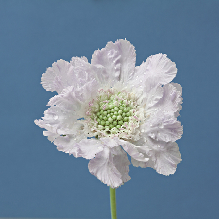 White skabiosa flower on a blue background.の写真素材