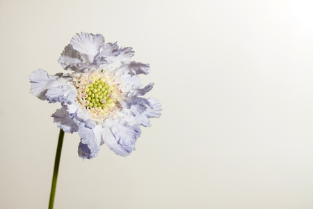 Blue skabiosa flower on a light background with space for text.の写真素材