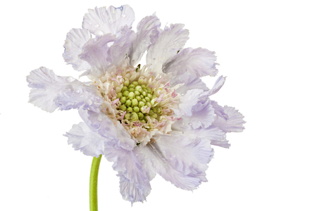 Blue skabiosa flower isolated on a white background.の写真素材