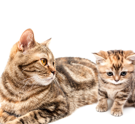 British short hair cat and kitten isolated on a white background.の写真素材