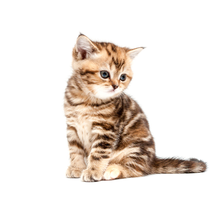 Kitten plays a ball isolated on a white background. British short hair cat.の写真素材