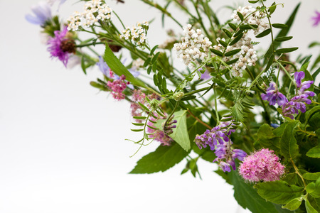 Wild flowers on a light background with space for text.の写真素材