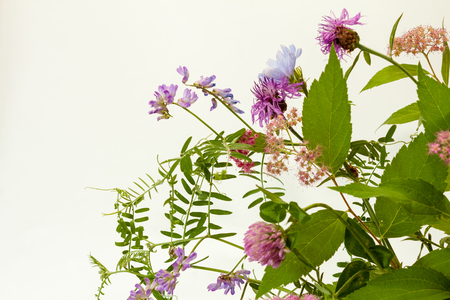 Wild flowers on a light background with space for text.の写真素材