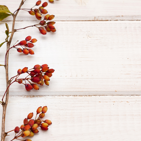 Autumnal bough berberis on white old wooden background with space for text.の写真素材