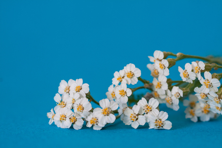 Achillea flowers on a blue background. Shallow depth of field.の写真素材