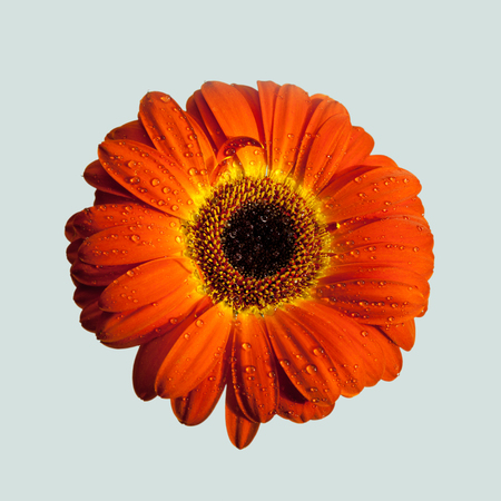 Red gerbera flower isolated on the blue background.の写真素材