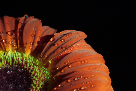Red gerbera flower whit drops on a dark background.の写真素材