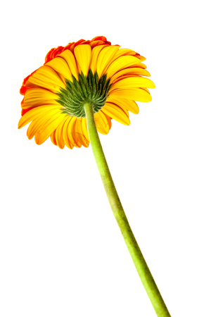 Red gerbera flower isolated on white background. Back view.の写真素材