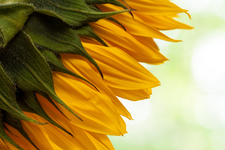 Closeup sunflower whit drops on a light background.の写真素材