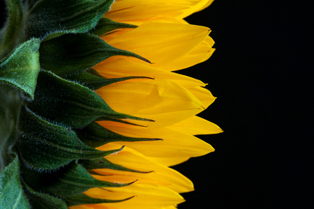 Closeup sunflower on a dark background. Space for text.の写真素材
