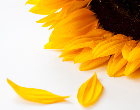 Closeup sunflower with drops on a white background. Space for text.の写真素材