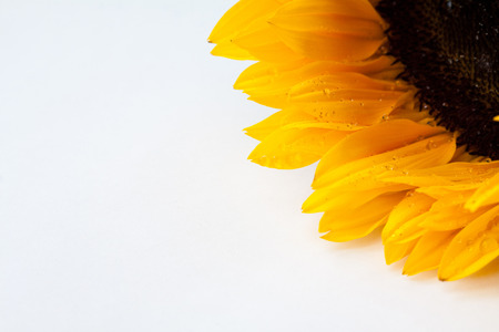 Closeup sunflower with drops on a white background. Space for text.の写真素材