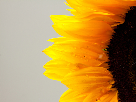 Closeup sunflower with drops on a grey background. Space for text.の写真素材