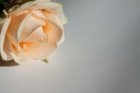 Pastel pink rose flower with drops on grey background.の写真素材