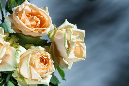 Pastel pink rose flowers with drops on grey background.の写真素材
