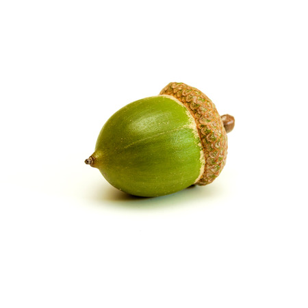 Green acorn isolated on a white background.の写真素材