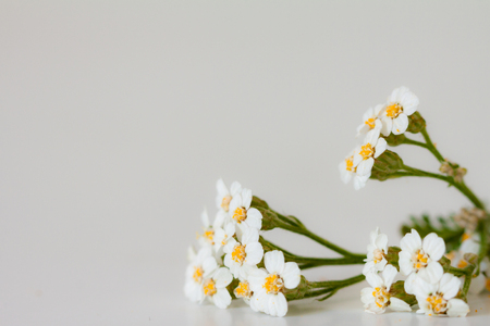 Achillea flowers on a gray background. Shallow depth of field.の写真素材