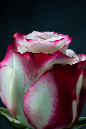 Beautiful white and pink rose on dark background.の写真素材