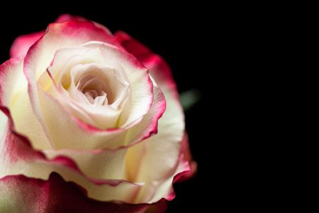 Beautiful white and pink rose on dark background.の写真素材