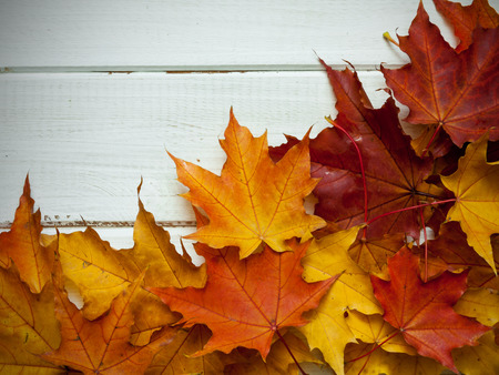 Autumn maples leaves on a white wooden table.の写真素材