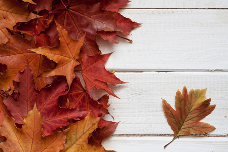 Autumn maples leaves on a white wooden table.