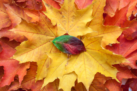 Background of yellow and red autumn maple leaves.の写真素材