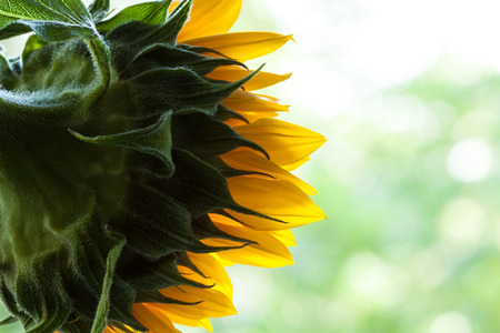 Closeup sunflower on a light green background.の写真素材