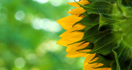 Closeup sunflower on a light green background.の写真素材