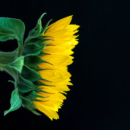 Closeup sunflower on a dark background. Space for text.の写真素材