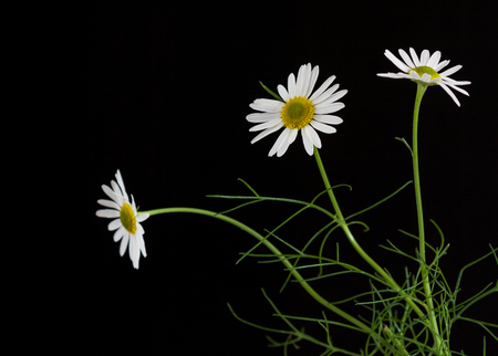 Daisies flowers on a black background. Space for text.の写真素材