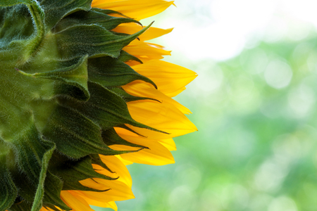 Closeup sunflower on a light green background.の写真素材