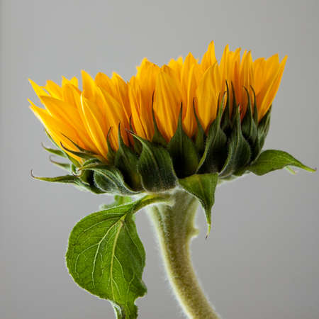 Closeup yellow sunflower on a grey background.の写真素材